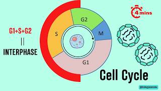 Cell Cycle Phases in 4 minutes [upl. by Rosenberg]