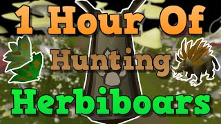 OSRS Herbiboar Hunting Guide 2021 [upl. by Adnam]