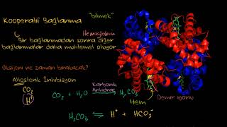 Hemoglobin Biyoloji Sağlık Bilgisi ve Tıp [upl. by Laughry]