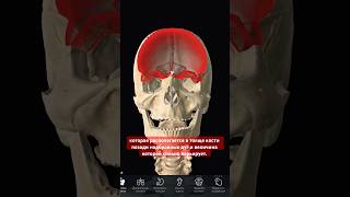 Sinus frontalis 3d pirogov anatomy [upl. by Lienaj]