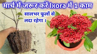 सूख रहा ixora प्लांट हर  भरा हो जायेगा 1 काम से । Ixora Plant Care tips n Fertilizer  ixora plant [upl. by Ottinger]