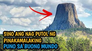 Sino ang Nagputol ng Pinakamalaking Puno sa Mundo 8 na pinakamalaking puno [upl. by Jarrid]