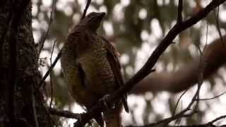 Satin Bowerbird Ptilonorhynchus violaceus ♀  Seidenlaubenvogel oder Satinlaubenvogel [upl. by Arahsak339]