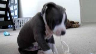 Blue nose pitbull puppy [upl. by Nitsua]