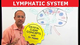 Introduction to Lymphatic System  Lymph Nodes [upl. by Dincolo]