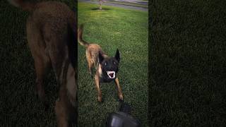 Belgian malinois belgianmalinois malinoislovers realdogtraining reels shorts [upl. by Davey943]