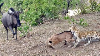 Battle Between Leopard amp Wildebeest Mother over Calf [upl. by Adraynek745]