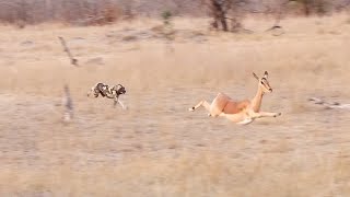 WILD DOG Hunts IMPALA [upl. by Reh721]