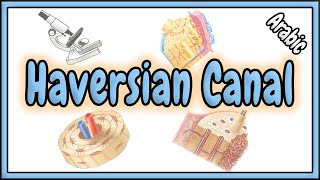 82 Haversian Canal  قناة هافرس [upl. by Nalani]