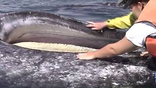 Gray Whale Baleen  San Ignacio Lagoon [upl. by Sinne914]