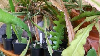 How to care for and grow Epiphyllum Cacti  Orchid Cactus Epiphytic cactus [upl. by Ahsyas]