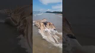 Moment alienlike sea creature washes ashore Malaysian beach [upl. by Mary904]