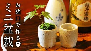 お猪口で作る豆盆栽 初心者の簡単盆栽 ミニ盆栽の作り方 DIY 苔 コケ MINI BONSAI もみじ モミジ 紅葉 GARDENING 小品 ガーデニング 酒 おちょこ 100円素材 秋 [upl. by Ardried]