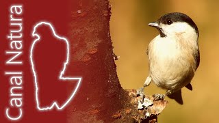 Carbonero palustre Poecile palustris Marsh Tit 4K [upl. by Eiramannod]