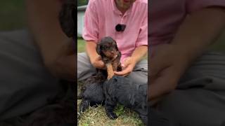 Adorable Cavapoo puppies ❤️❤️ cavapoopuppy cavapoolove cuteanimal cavapooworld cute cavapoo [upl. by Vareck]