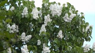 Syringa vulgaris Madame Lemoine [upl. by Mansoor]