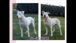 Pitbull red nose blanco Sylka [upl. by Sibby]