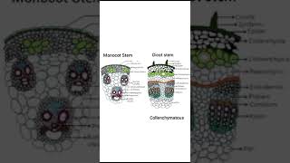 Dicot stem and monocot stem difference in tamil  இருவித்திலை தாவர தண்டு amp ஒருவித்திலை தாவர தண்டு [upl. by Chemosh]