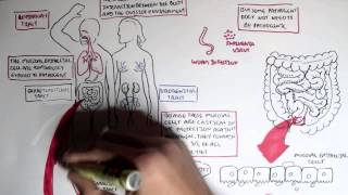 Mucosal Immunity Overview [upl. by Washington]