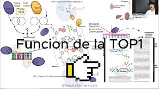 INHIBIDORES de la TOPOISOMERASA en Terapias Anticancerígenas Cáncer Doxorrubicina farmacologia [upl. by Kyrstin]