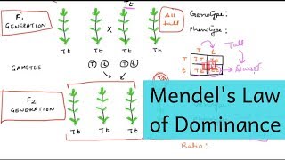 Mendel’s Law of Dominance – Mendel’s Laws of Inheritance Part I [upl. by Arela]