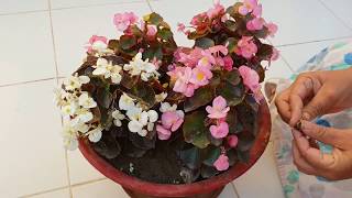 Care of Begonia Plant  How to Grow and Care Begonia Plant  Fun Gardening [upl. by Laehplar]