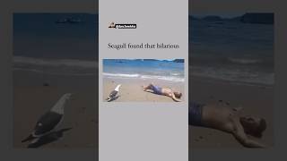 Oh My God😰Wait For End😳He made that Bird Laugh😳😂 viralcontent reels tiktok animals funny [upl. by Navnod]