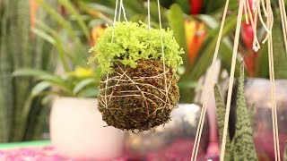 Kokedama Tutorial [upl. by Imeaj]