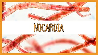 Nocardia [upl. by Morel]