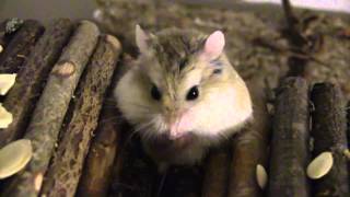 Roborovski Hamster Resting and Grooming [upl. by Selena]