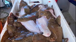 Commercial fishing for a day with trammel nets catching the flat fish Dover Sole onboard Razor Bill [upl. by Liebermann]