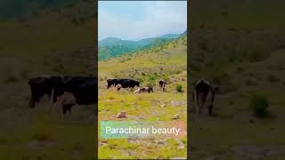 Parachinar beauty [upl. by Leelahk233]