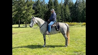 Snooks Full Video Dappled Grey McCurdy Plantation Horse For Sale [upl. by Pump43]