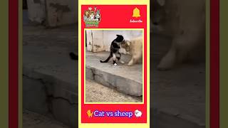 Cat vs sheep fighting funny 😂  cat funny fighting 🤣 [upl. by Che]