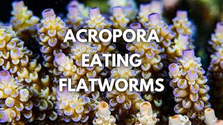 Managing ACRO EATING FLATWORMS with Cris Capp [upl. by Cheyney509]