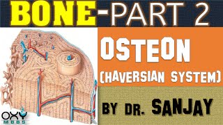 BONE PART 2  OSTEON HAVERSIAN SYSTEM [upl. by Suiratnod]