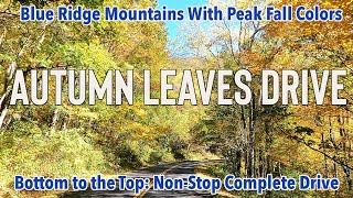 I drove the Blue Ridge Parkway at Peak Leaf Season This is what I saw [upl. by Adnelg689]