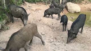 Wild Boars And Their Friends Are Foraging For Food In The Wildwildboar boars viral trending [upl. by Aokek]