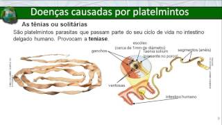 Filo dos platelmintos [upl. by Kudva]