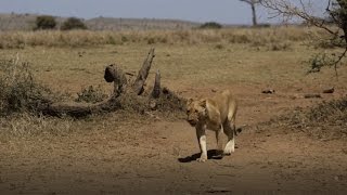 Serengeti Wild Camp  Afrikasafarise [upl. by Norean285]