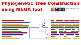 Phylogenetic Tree Construction using MEGA tool [upl. by Vezza614]