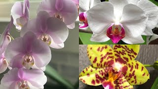 como cuidar Orquídeas phalaenopsis en casa [upl. by Ennayrb]