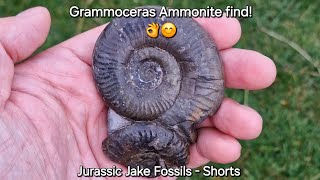 A stunning Grammoceras Ammonite Yorkshire fossil find fossil fossilhunting whitby shorts [upl. by Tolkan]