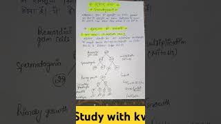 Spermatogenesis spermatogenesis in hindi  easy notes shortsviralshorts spermatogenesisbiology [upl. by Ees]