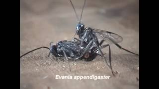 Parasitic Wasps Evania as Parasitoids of Cockroaches [upl. by Maxentia444]