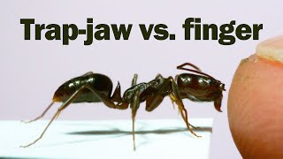 Does the snap of a trapjaw ant hurt [upl. by Tenneb560]