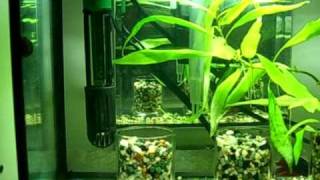 Bettas African Dwarf Frogs and Shrimp  5 Gallon Tank [upl. by Doerrer]