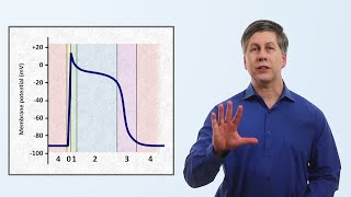 Ventricular Action Potential  Medzcool [upl. by Novaj]