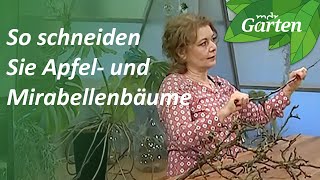 So schneiden Sie Apfel und Mirabellenbäume  MDR Garten [upl. by Yehus]