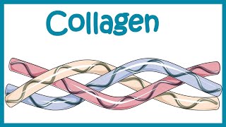 Collagen  Structure classification biosynthesis and clinical importance [upl. by Colman]